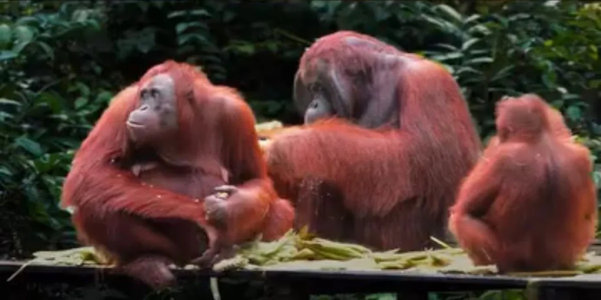 Orangutan Explore stay in Houseboat